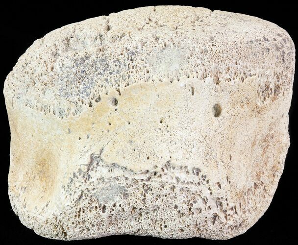 Hadrosaur Toe Bone - Alberta (Disposition #-) #71677